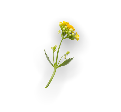 Fance Flower 